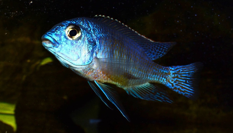 Protomelas taeniolatus 'Nkhata Bay'